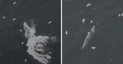 Rare footage shows whales feeding off Scotland’s west coast