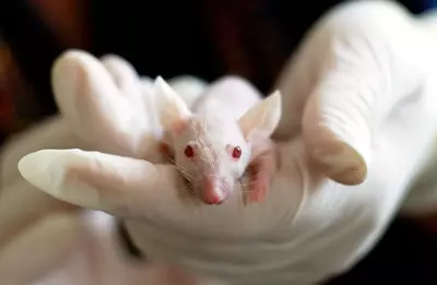 Why Undisclosed Animal Testing in Food Matters
