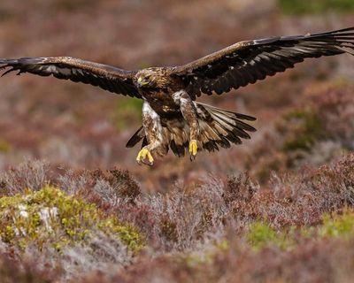 Golden eagles poised for reintroduction in England