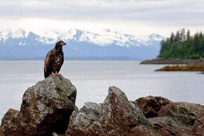 Fire in the hole: the Indigenous crews blasting the Alaskan rainforest to save it