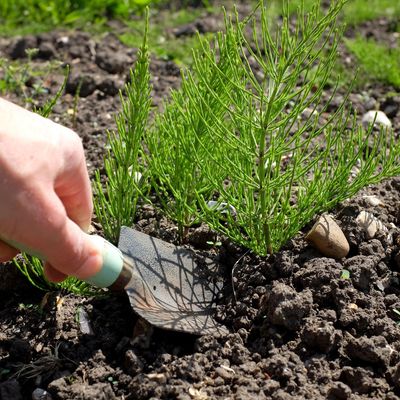 How to get rid of horsetail weed - garden experts reveal the best way to tackle this hard to kill weed