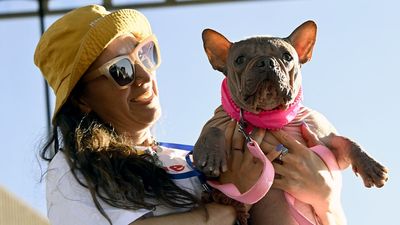 Hairless Bulldog Petunia wins World’s Ugliest Dog contest in California