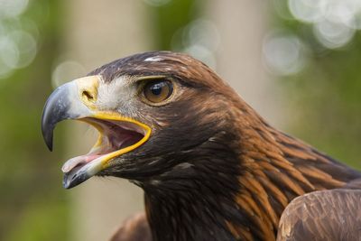 Golden eagles could be reintroduced to England for first time in 150 years