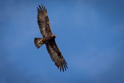 Golden eagles could make a comeback in England after 150 years