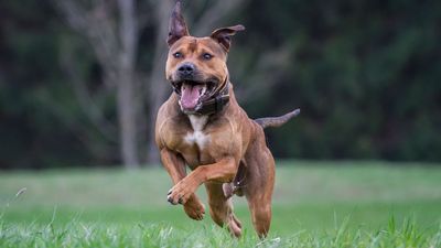 18 banned dog breeds in the US