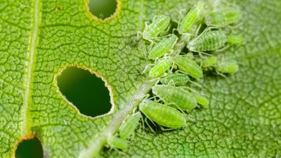 Keep aphids out of your garden with this surprising ingredient