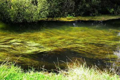 Warning over ‘decade of decline’ for one of England’s precious chalk streams