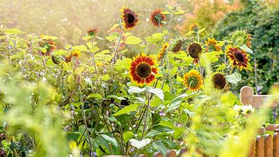 Plants to grow next to sunflowers – 5 crops and flowers that will be very happy alongside these cheerful blooms