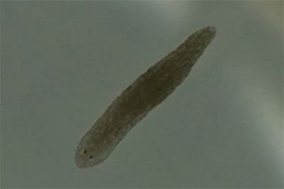 Tiny worms found in ponds and river could help treat schizophrenia