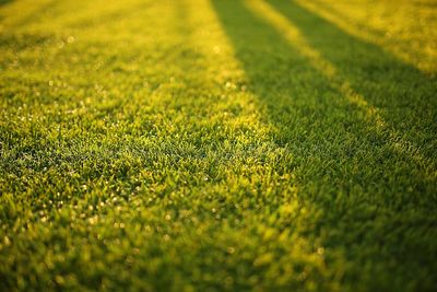 How DIY Lawn Work Can Get You Cited in Certain Neighborhoods