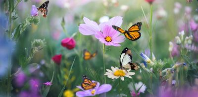 Cultivating for color: The hidden trade-offs between garden aesthetics and pollinator preferences