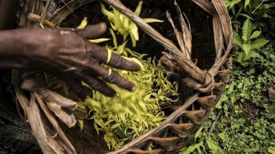 Meet the NGOs striving to save the last forests of the Comoros