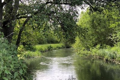 Feargal Sharkey accuses environment watchdog of illegally draining River Lea
