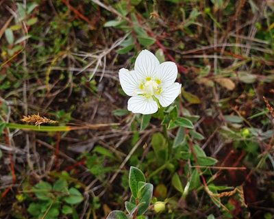 Country diary: A hard-won reunion with an old friend