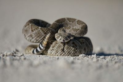 Snake Bite Horror: Tennessee Hiker Dies After Timber Rattlesnake Attack in Savage Gulf State Park