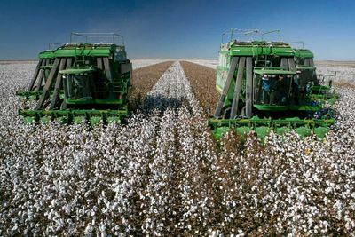 Cotton Popping Higher on Monday