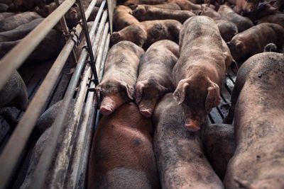 Viral Video Of Piglets Being Tortured Prompts Tesco, Asda, And More To Stop Supplies From Lincolnshire Pig Farm