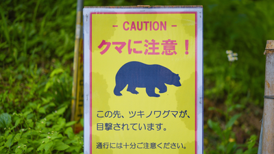 Horrified hiker watches as friend is dragged off trail by aggressive bear in Japanese forest