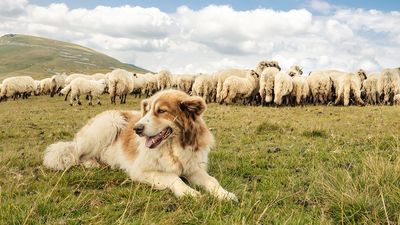 14 livestock guardian dogs that live to protect