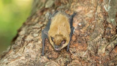 Hundreds of visitors to Grand Teton National Park may have been exposed to rabies after "suspected bat colony" discovered in lodge