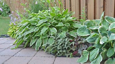 Feeding hostas will give you strong, stunning plants, but how you do it differs season-to-season – we reveal the perfect regime
