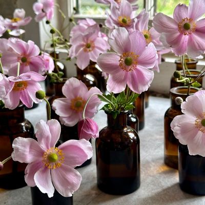 I'm a florist and these are the 7 flowers I love to grow in my cut flower garden in late summer