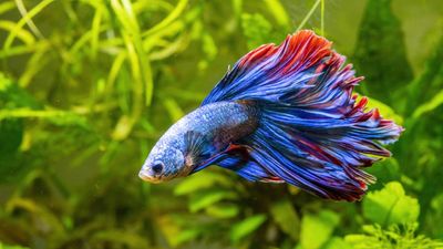 20 low-maintenance fish for busy owners