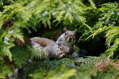 ‘Zombie squirrels’ sightings have been reported in Maine and Canada