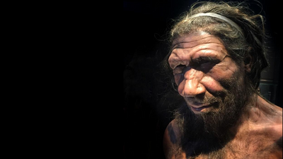 Gene that differs between humans and Neanderthals could shed light on the species' disappearance, mouse study suggests