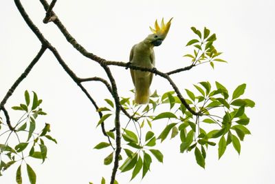 HK Scientist Puts Hope In Nest Boxes To Save Endangered Cockatoos