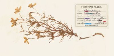 Botanical time machines: AI is unlocking a treasure trove of data held in herbarium collections