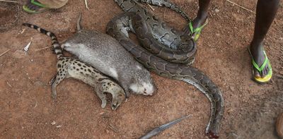 TikTok’s online wild meat sellers – study finds endangered species on offer in west Africa