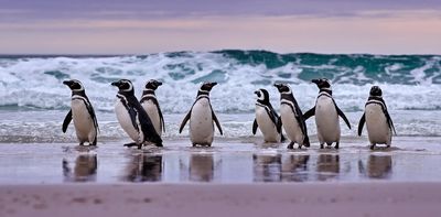 Going with the flow: how penguins use tides to travel and hunt