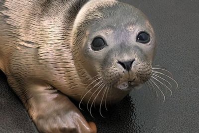 Seal pup rescued after being found motionless on Brighton beach