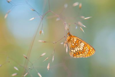 Butterflies in long term decline across England and UK, official figures show