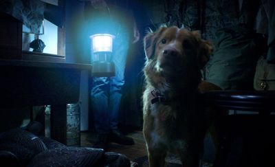 Good Boy Horror Film: UK Release Date, Trailer, and Where to Watch the Viral Dog POV Chiller