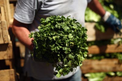 The herb that can help shed water weight and relieve bloating