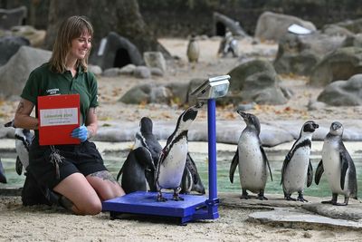 Capybaras, penguins and giant Galapagos tortoises lured on scales for weigh-in