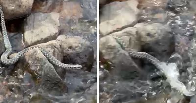 Watch as UK's only venomous snake swims across a Highland stream