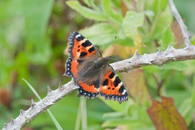 Calls for ‘landscape-wide’ action to protect butterflies amid falling numbers