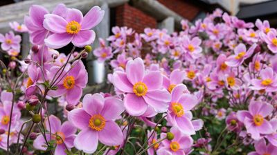 How to grow Japanese anemone for striking yet low-maintenance floral displays when other plants start to wane