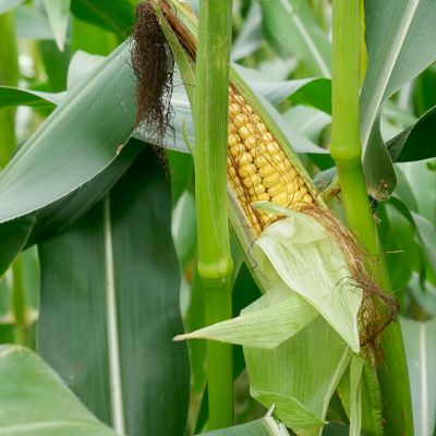 These are the two best ways to tell if your sweetcorn is ready to be harvested for delicious, juicy cobs