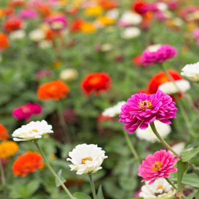 How to propagate zinnias from cuttings and multiply your display of colourful blooms for free