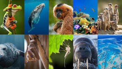 Google’s new AI upgrade lets scientists use sound to better protect endangered species