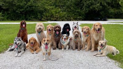 What breed is my dog? How to decipher dog DNA with advice from a vet