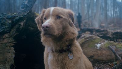 The Good Boy trailer is the hardest watch of 2025, and the new horror movie hasn’t even been released yet