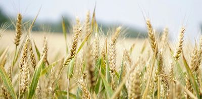 Australian farmland values are at lofty heights. Research reveals this could be hurting some farmers