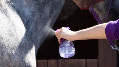 Should you use homemade fly spray for horses? Vet shares safety advice