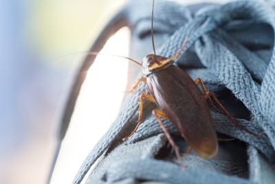 Why Certain DIY Mistakes Increase Pest Problems Instantly