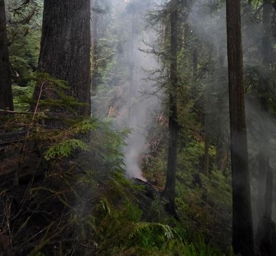 Firefighters in race to save Oregon’s tallest tree after it ignites